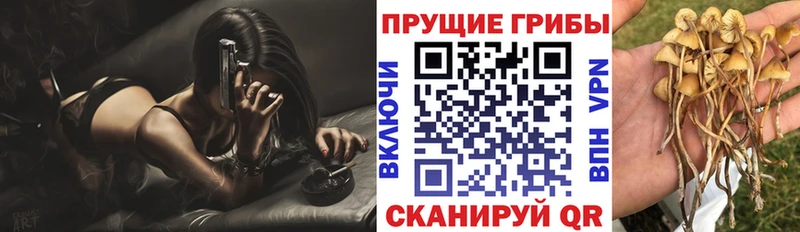 Купить  Куртамыш  Галлюциногенные грибы прущие грибы 